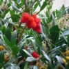 Arbutus Unedo - Arbousier 1 Arbutus Unedo - Arbousier -Jardin Plantes Boutique arbutus unedo 781557 5
