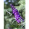 Buddleja Psychedelic Sky - Arbre Aux Papillons -Jardin Plantes Boutique buddleja psychedelic sky 100418 1