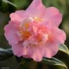 Camélia Paddy's Perfumed - Camellia Japonica 2 Camélia Paddy's Perfumed - Camellia Japonica -Jardin Plantes Boutique camelia paddy s perfumed 83533 1