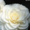 Camélia Classique - Camellia Dahlonega -Jardin Plantes Boutique camellia dahlonega 781679 1