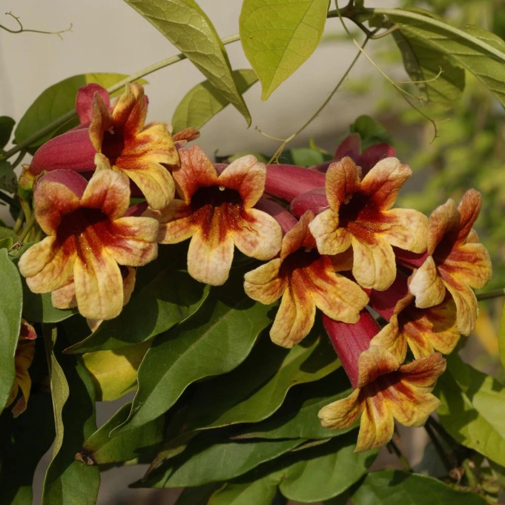 Campsis Capreolata - Bignone à Vrilles 3 Campsis Capreolata - Bignone à Vrilles