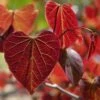 Gainier Du Canada - Cercis Canadensis Red Force -Jardin Plantes Boutique cercis canadensis red force copyright 1004381 1 1