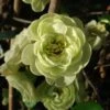 Cognassier Du Japon Kinshiden - Chaenomeles Speciosa -Jardin Plantes Boutique chaenomeles speciosa kinshiden 7580 1