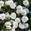 Ciste Du Portugal - Cistus X Lusitanicus Decumbens -Jardin Plantes Boutique cistus x lusitanicus decumbens 100305 1