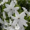 Clématite - Clematis Beautiful Bride -Jardin Plantes Boutique clematis beautiful bride 84878 3