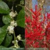 Collection De 2 Houx Verticillata (male Et Femelle) -Jardin Plantes Boutique collection ilex verticillata m le et femelle 15450 1 1