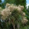 Cordyline Australis -Jardin Plantes Boutique cordyline australis 78992 1