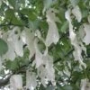 Arbre Aux Mouchoirs - Davidia Involucrata Sonoma -Jardin Plantes Boutique davidia involucrata sonoma 84230 2