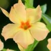 Dipladenia Diamantina Emerald Amber Star 1 Dipladenia Diamantina Emerald Amber Star -Jardin Plantes Boutique dipladenia diamantina emerald amber star if 19667 1