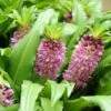 Eucomis Comosa Sparkling Burgundy® - Eucomide Rose à Feuillage Pourpre -Jardin Plantes Boutique eucomis comosa sparkling burgundy eucomide rose feuillage pourpre IF 69261 1