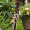 Eucomis Comosa Sparkling Rosy® - Eucomide Rose -Jardin Plantes Boutique eucomis comosa sparkling rosy 4190 3