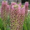 Eucomis Comosa Pink Gin - Fleur Ananas -Jardin Plantes Boutique eucomis pink gin 15550 1