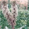 Eucomis Burgundy Wine -Jardin Plantes Boutique eucomis sparking burgundy 51273 1