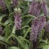 Eucomis Twinkle Stars -Jardin Plantes Boutique eucomis twinckle stars 51306 1