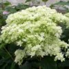 Hortensia Arborescens Hayes Starbust -Jardin Plantes Boutique hydrangea arborescens hayes starbust 671348 1