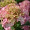 Hortensia - Hydrangea Macrophylla So Long Sunny -Jardin Plantes Boutique hydrangea macrophylla so long sunny 85613 1