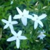 Jasmin Des Açores - Jasminum Azoricum -Jardin Plantes Boutique jasminum azoricum 83639 5