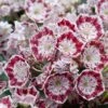 Kalmia Latifolia Minuet - Laurier Des Montagnes -Jardin Plantes Boutique kalmia latifolia minuet 781842 1