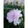 Liseron Du Japon Grimpant Flore Pleno - Calystegia Hederacea -Jardin Plantes Boutique liseron du japon grimpant flore pleno 87689 1