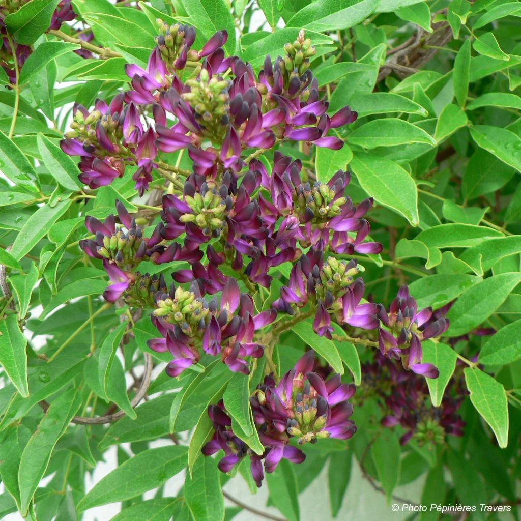 Glycine D'été - Millettia Japonica Satsuma 3 Glycine D'été - Millettia Japonica Satsuma