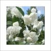 Seringat Blanc - Philadelphus Albâtre 1 Seringat Blanc - Philadelphus Albâtre -Jardin Plantes Boutique philadelphus albatre 84187 1