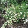 Seringat - Philadelphus Snowbelle -Jardin Plantes Boutique philadelphus snowbelle 1001572 1