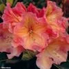 Rhododendron Olga - Grand Rhododendron -Jardin Plantes Boutique rhododendron olga 781745 1