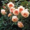 Rosier David Austin A Shropshire Lad -Jardin Plantes Boutique rosier david austin a shropshire lad 665312 1