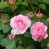 Rosier Grimpant Mini Eden Rose -Jardin Plantes Boutique rosier grimpant mini eden rose 657872 1