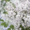 Lilas Nain - Syringa Meyeri Flowerfesta White -Jardin Plantes Boutique syringa meyeri flowerfesta white 84342 1