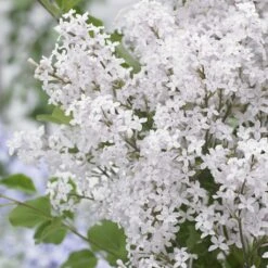 Lilas Nain - Syringa Meyeri Flowerfesta White