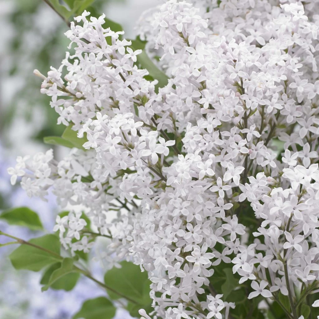 Lilas Nain - Syringa Meyeri Flowerfesta White 3 Lilas Nain - Syringa Meyeri Flowerfesta White