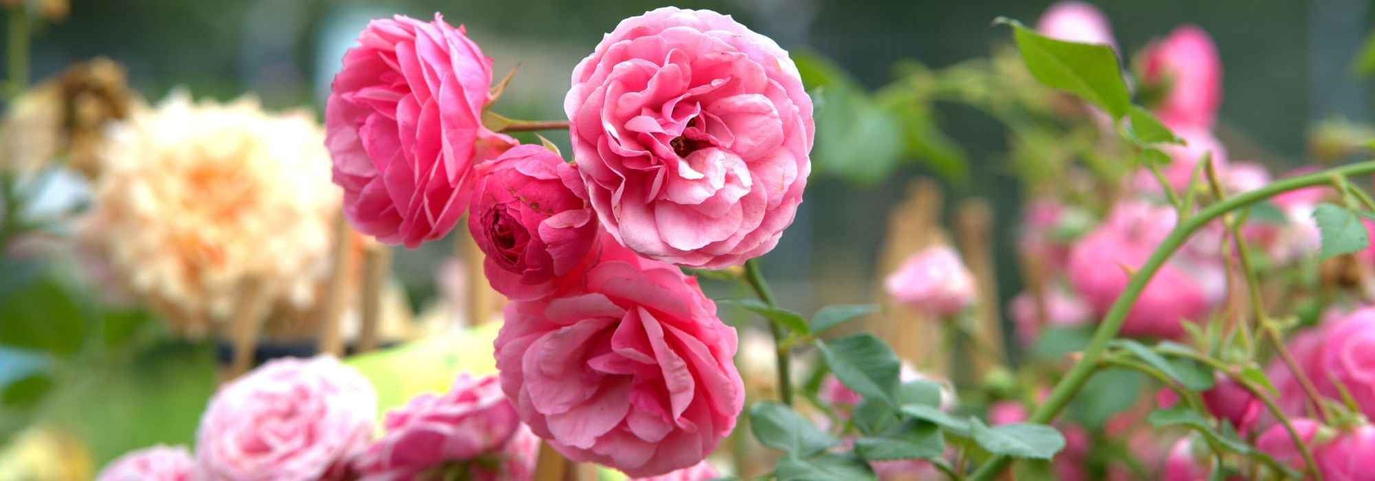 Jardin Plantes Boutique -Jardin Plantes Boutique 1