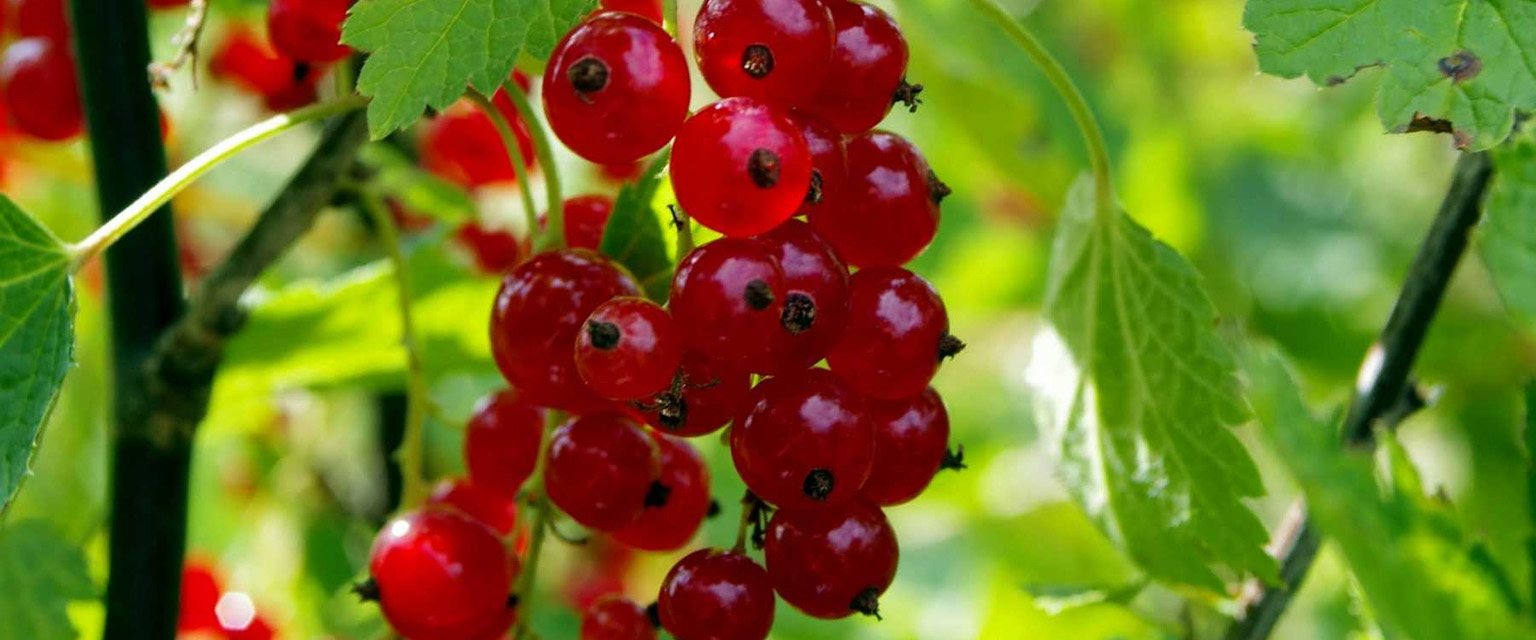 Jardin Plantes Boutique -Jardin Plantes Boutique 3